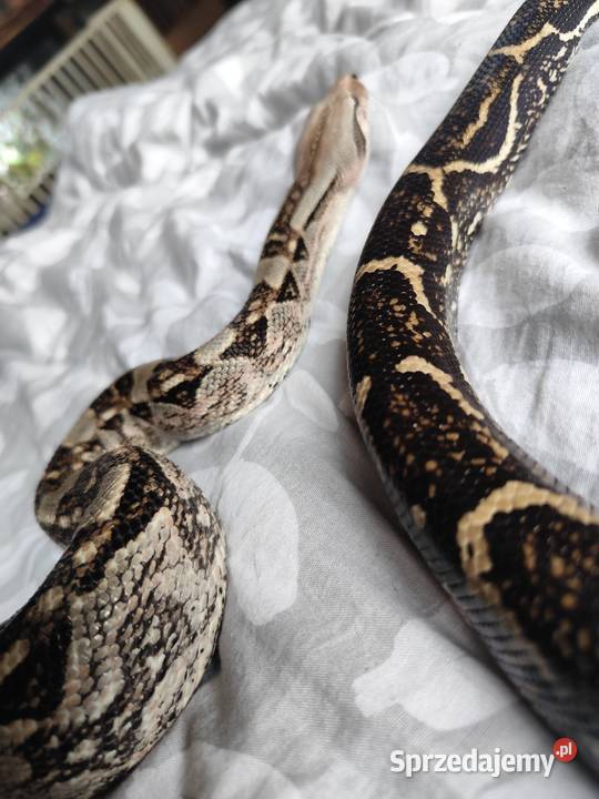 Samiec boa constrictorimperator Pruszków