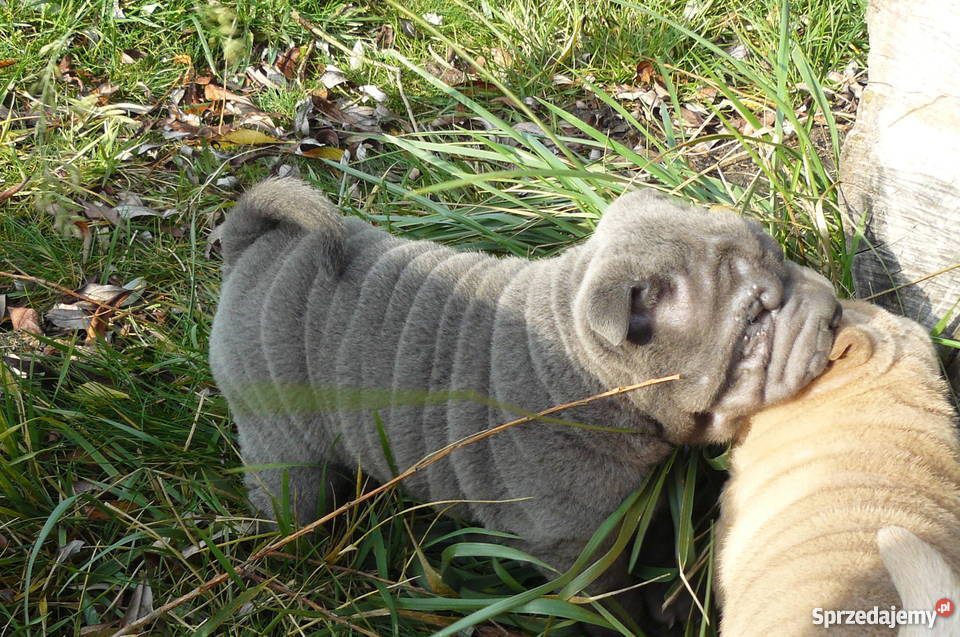SHAR PEI SZCZENIĘTA FCI NA SPRZEDAŻ Psy Mierzyn