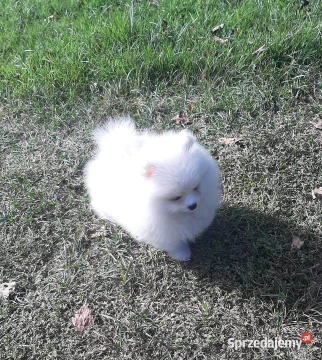 Szpic miniaturowy Pomeranian chlopak Pabianice