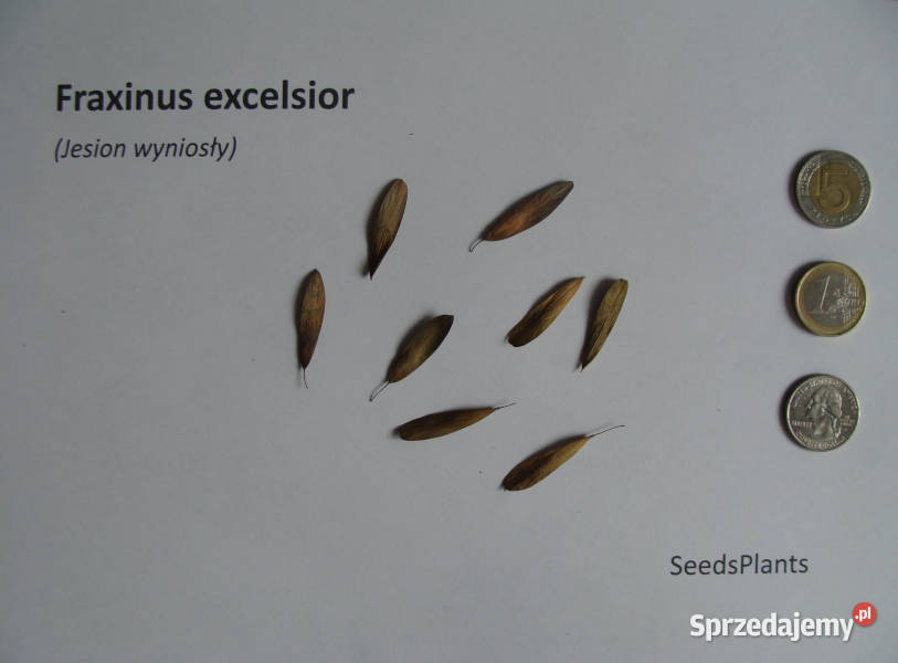 JESION WYNIOSŁY Fraxinus excelsior NASIONA 160 kujawsko-pomorskie Lubanie