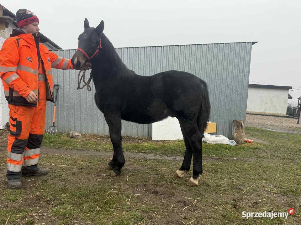 Sprzedam ogierka ślaskiego 10 miesięcy