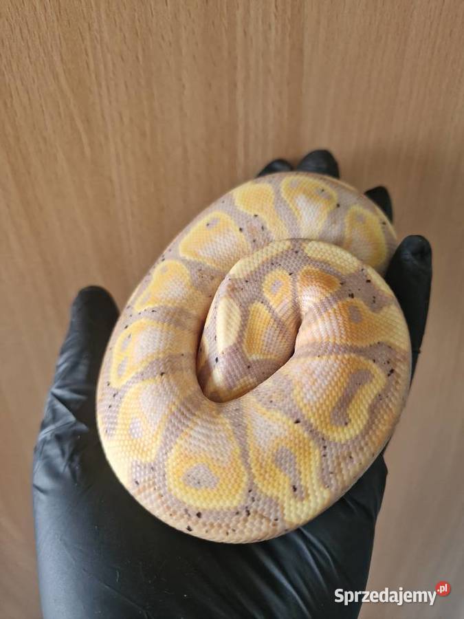 Pyton królewski python regius samiec dolnośląskie Wrocław