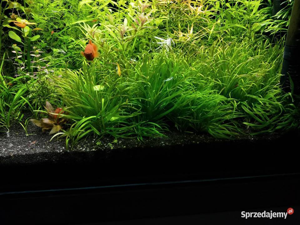 Blyxa japonica Końskie