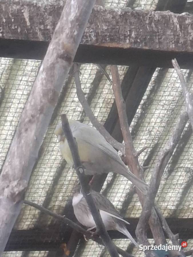 Kanarki samice śląskie Rydułtowy