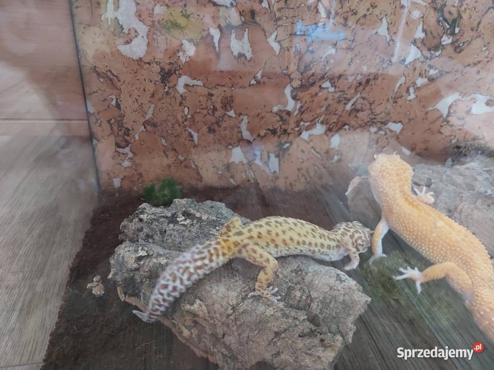Gekon lamparci terrarium Opole