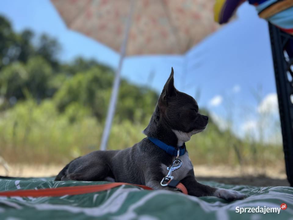Reproduktor Chihuahua Warszawa usługi dla zwierząt