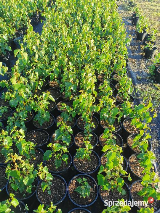 Brzoza brodawkowata sadzonki 15 l Betula pendula kujawsko-pomorskie Inowrocław sprzedam