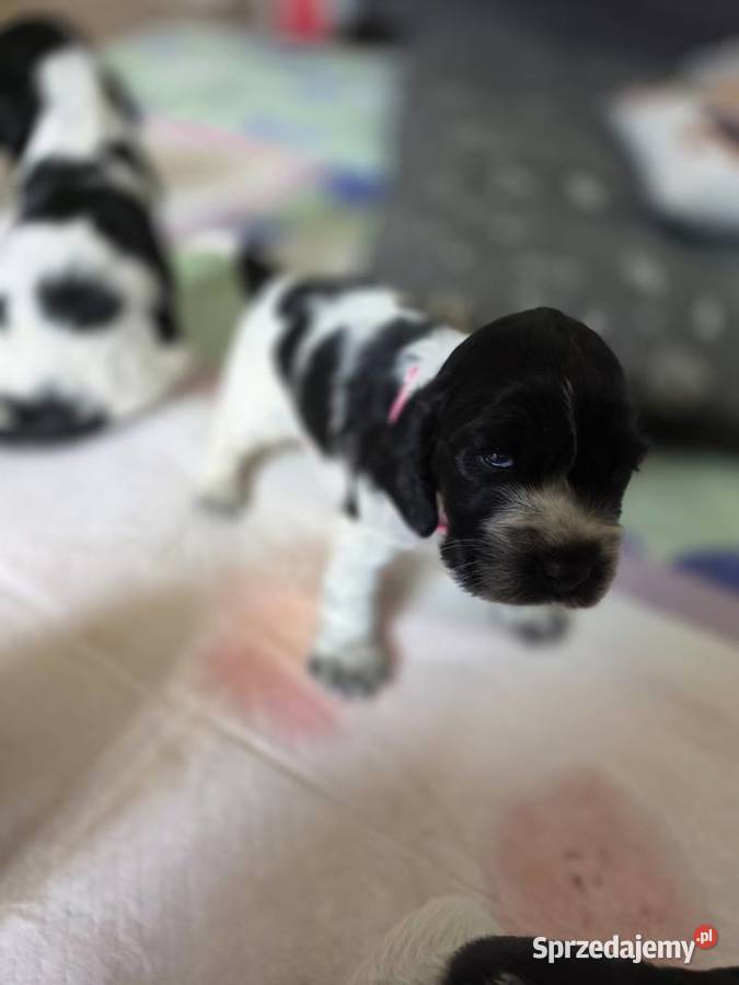 Cocker spaniel angielski pieski i sunie