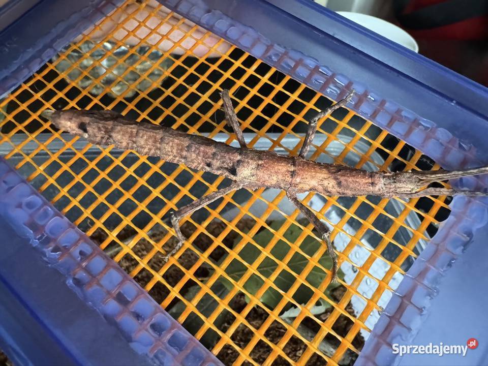 Straszyki na sprzedaż różne gatunki proszę pytać Jastrzębie-Zdrój