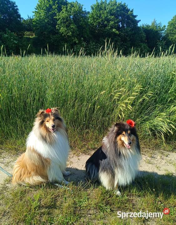 Owczarek skocki Pszczółki sprzedam