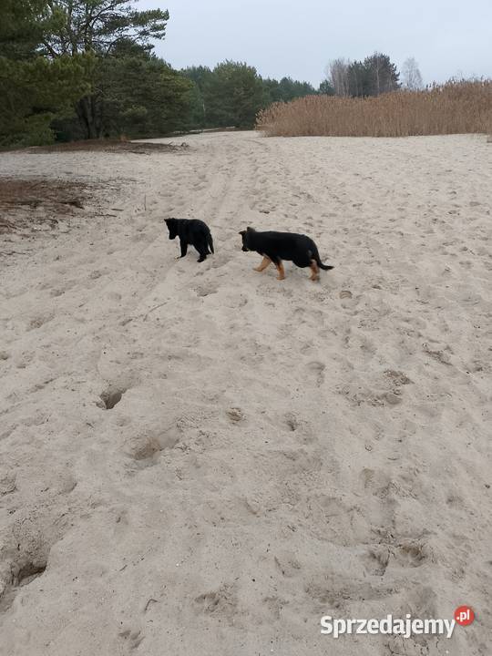 Owczarek niemiecki łódzkie Tomaszów Mazowiecki sprzedam
