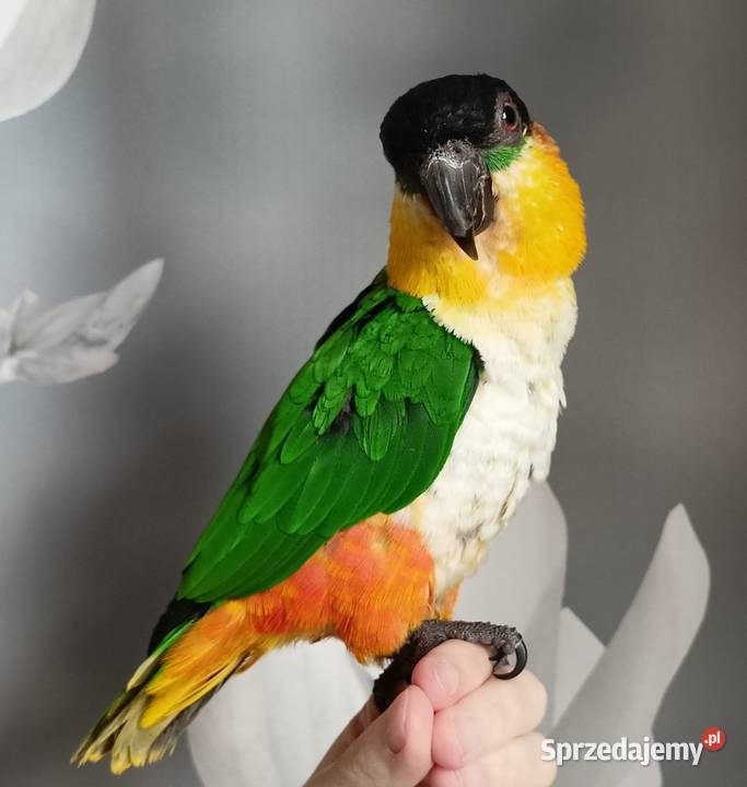 Barwinki bialobrzuche dwa samce klatka zabawki Gdynia