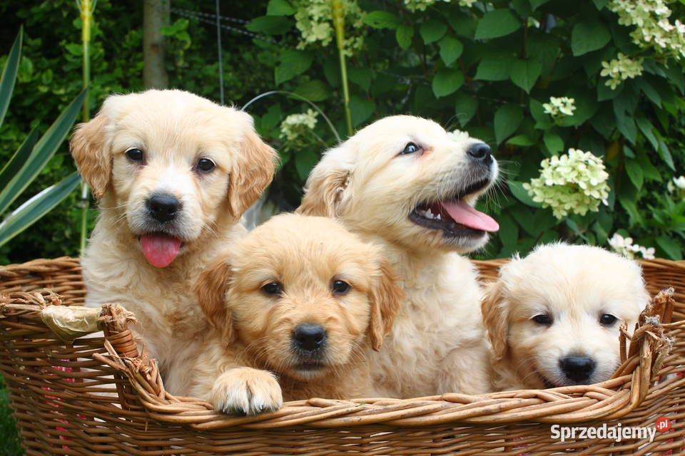Golden retriever Rodowód Piękne białe złote