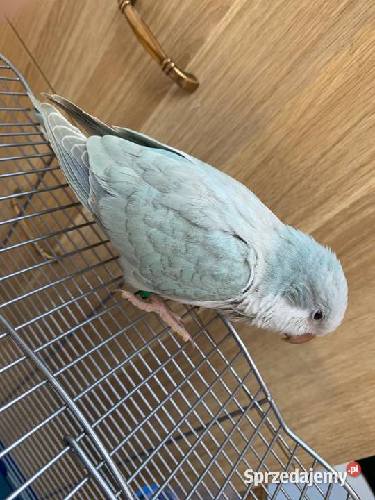 Papuga Blue nicromus nizinny z klatką Łomianki