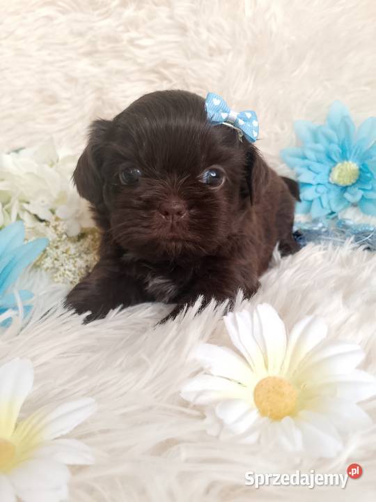 Czekoladowy piesek rasy ShihTzu
