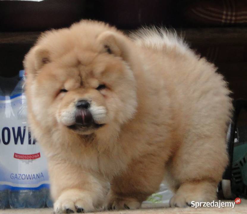 Chow chow piesek Olsztyn sprzedam