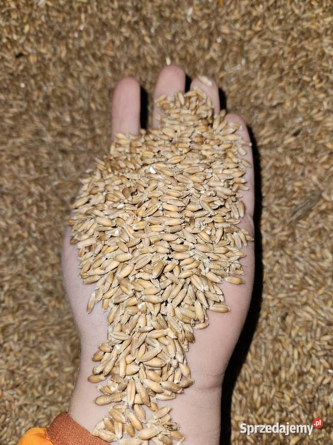 Pszenżyto podlaskie sprzedam