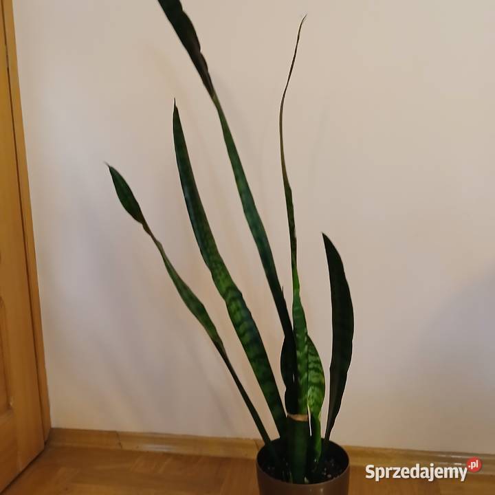 Wężownica Sansewiera wysoka 100 Nowy Sącz