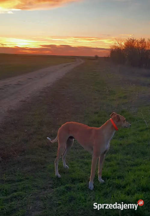 Chart greyhund Jędrzejów