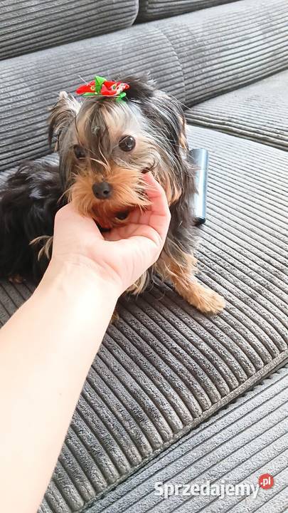 Yorkshire Terrier Laleczka Grzybno sprzedam