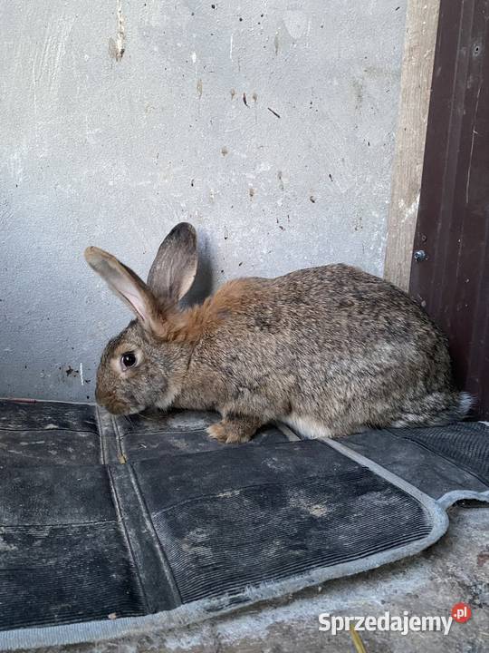 Króliki samce i samice Miechów