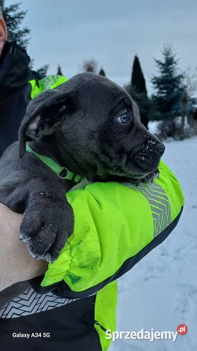 Cane Corso suczka Bychawa