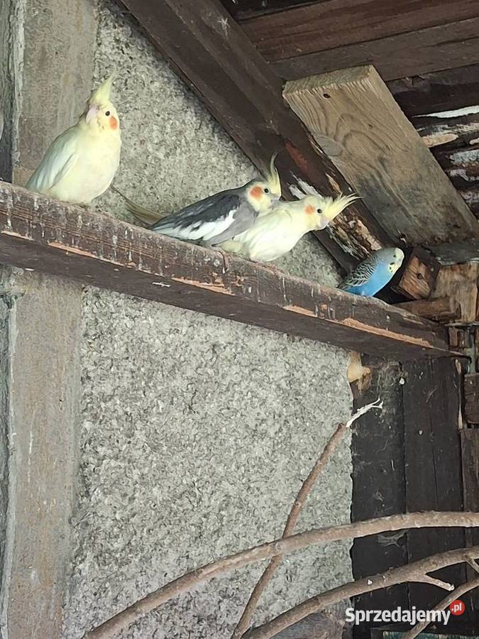 Likwidacja papug Rudna sprzedam