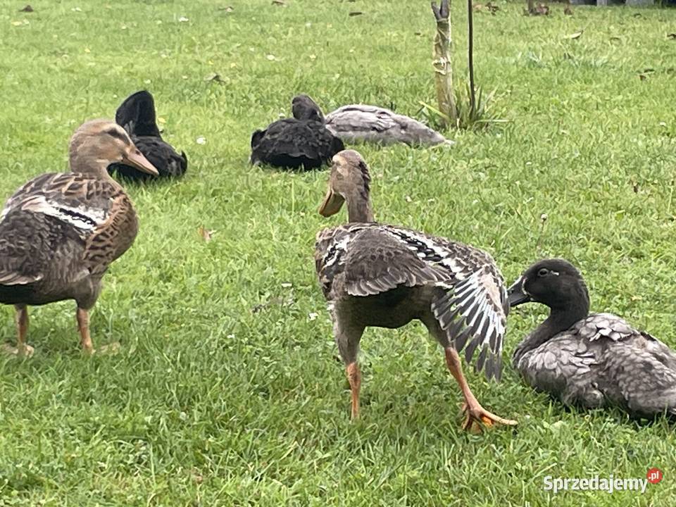 kaczki biegusy