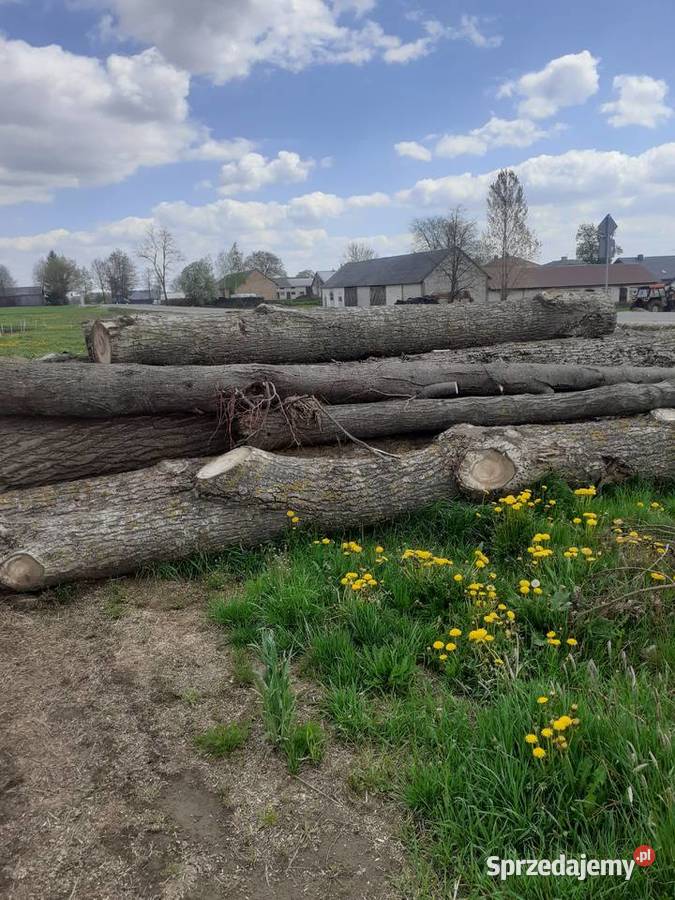 dłużyzna podlaskie