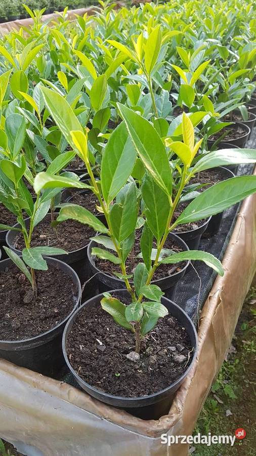 Laurowiśnia wschodnia na żywopłot w doniczkach Proszowice sprzedam