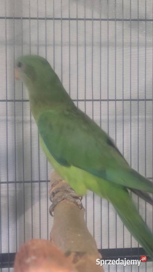 Papugi barabandy Wieliczka