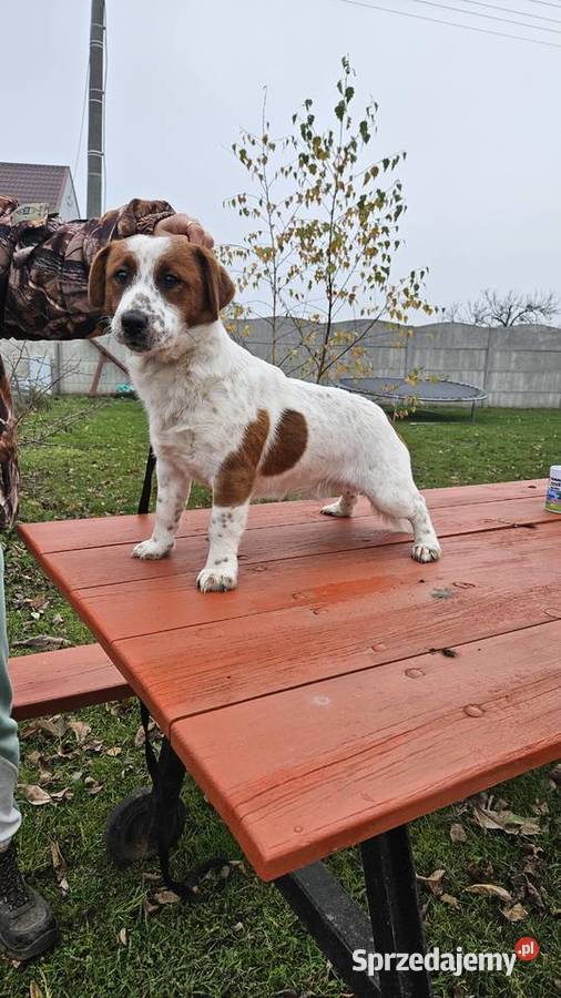 Jack russell terrier szczenięta Gostyń sprzedam