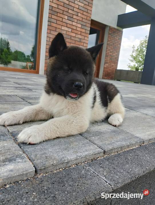 Szczeniaki Akita Amerykańska sprzedam