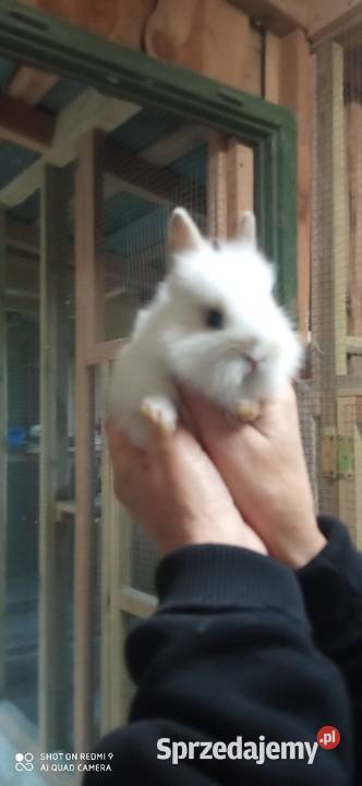 Sprzedam króliki miniaturki lubelskie Tarzymiechy Trzecie