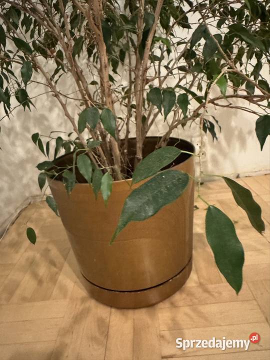 Beniamin Fikus wysokość 130 z donicą ozdobną Częstochowa