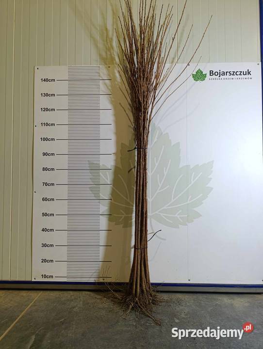 Porzeczka złota RYBES RIBES do szczepienia Stary Pożóg sprzedam