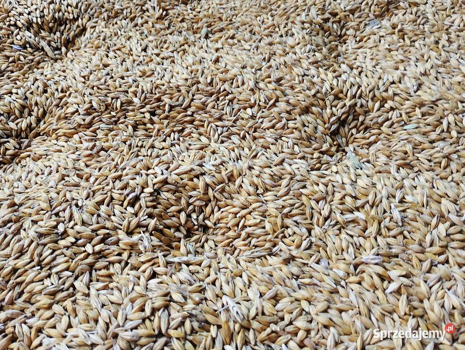 Jęczmień jary zbiór tegoroczny Chańcza sprzedam