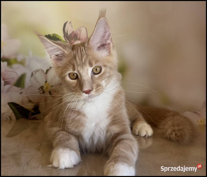 Kocurek Maine Coon Wesario Już do odbioru małopolskie Kraków sprzedam