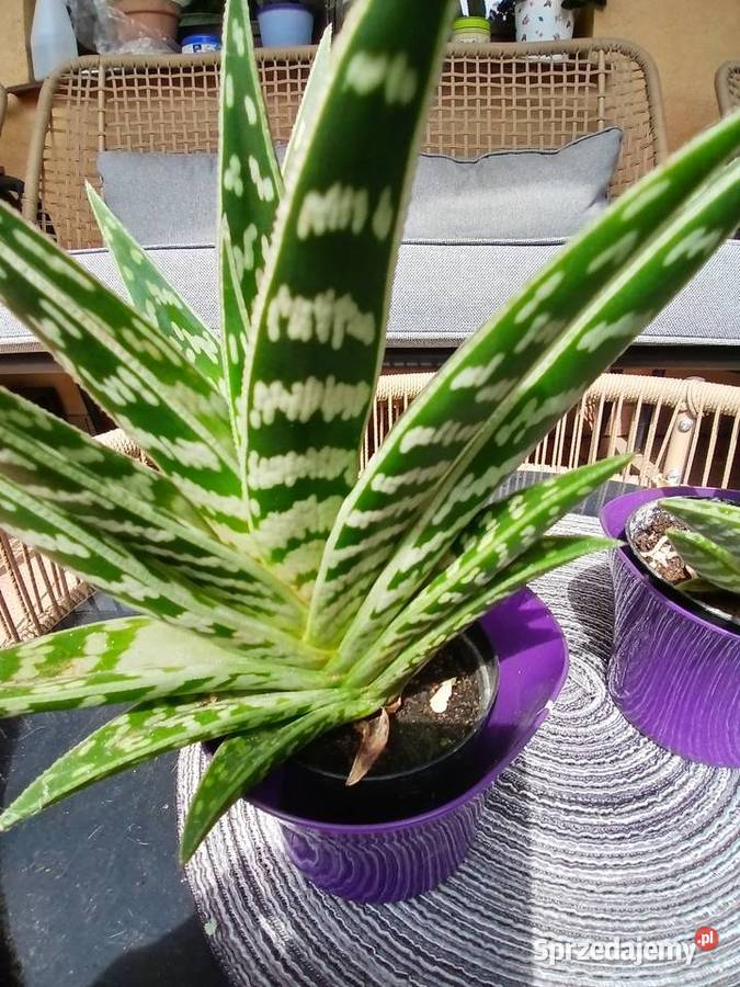 Aloes pstry Nowy Sącz sprzedam