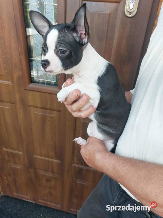 Piesek chihuahua biało czarny Zwierzęta