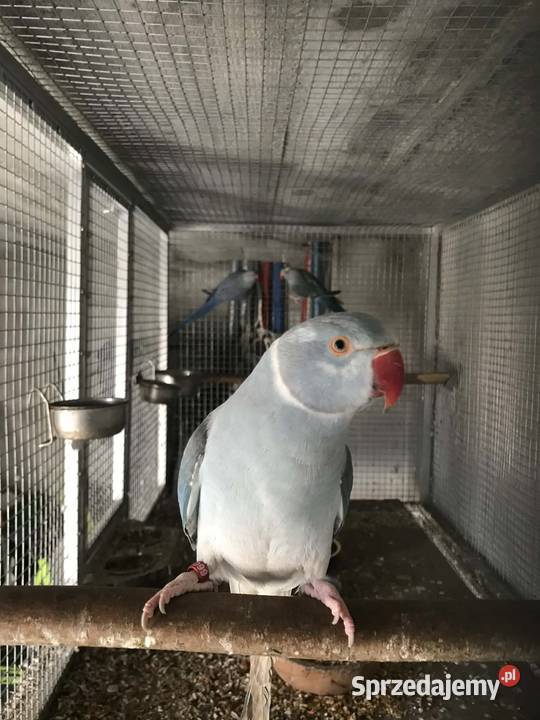 Aleksandrety niebieskie samice do lęgów GO 2023 Maków Podhalański