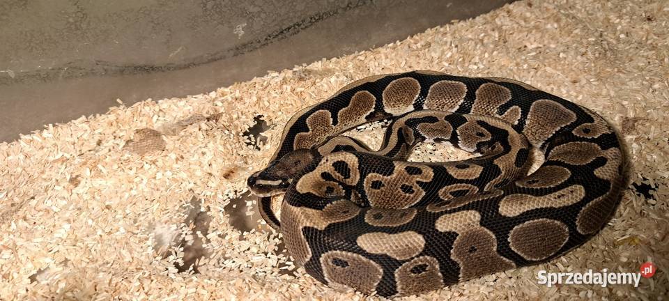 Pyton królewski z terrarium lubelskie Hrubieszów sprzedam