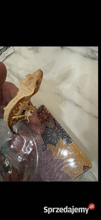 Gekon orzęsiony samica