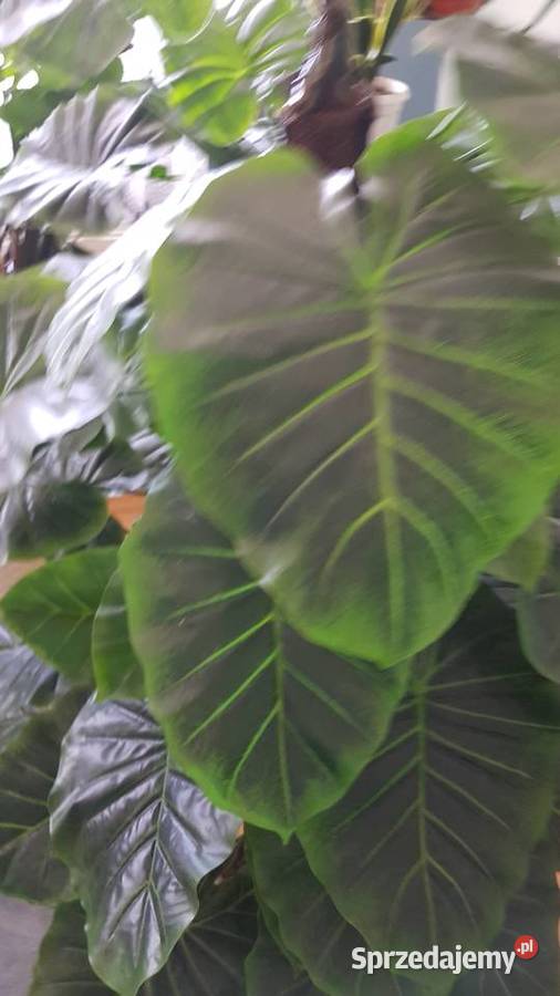 Sztuczny Filodendron Monstera sprzedam