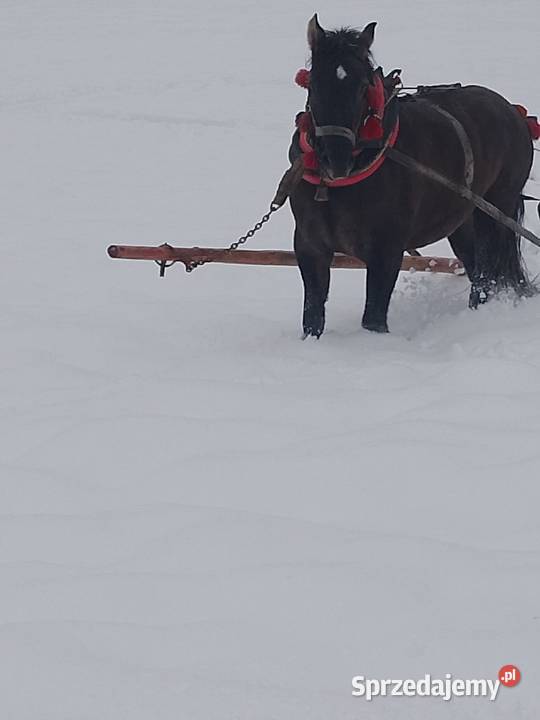 sprzedam klacz zimnokrwistom
