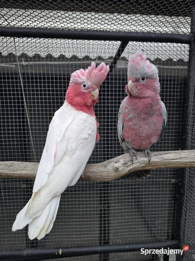 Kakadu różowe lutino samiec Ptaki Kielcza