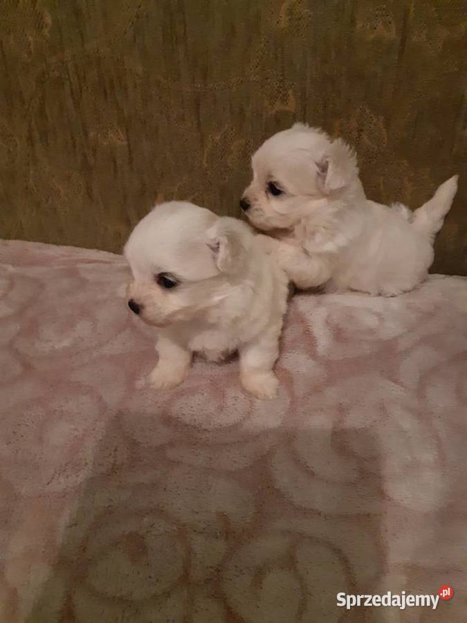 Maltanczyki lubelskie Puławy