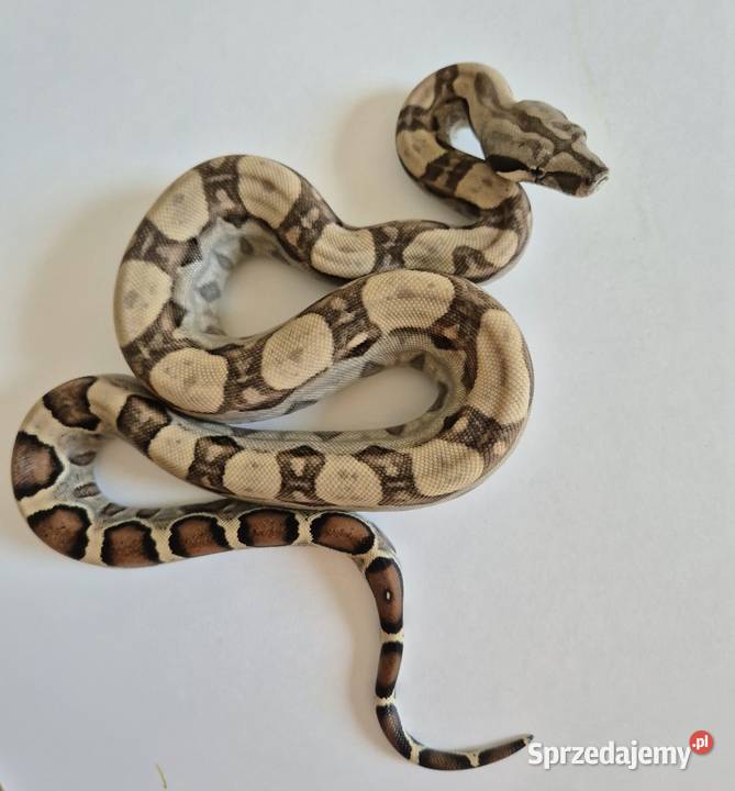 9 boa cesarski cb25 samica