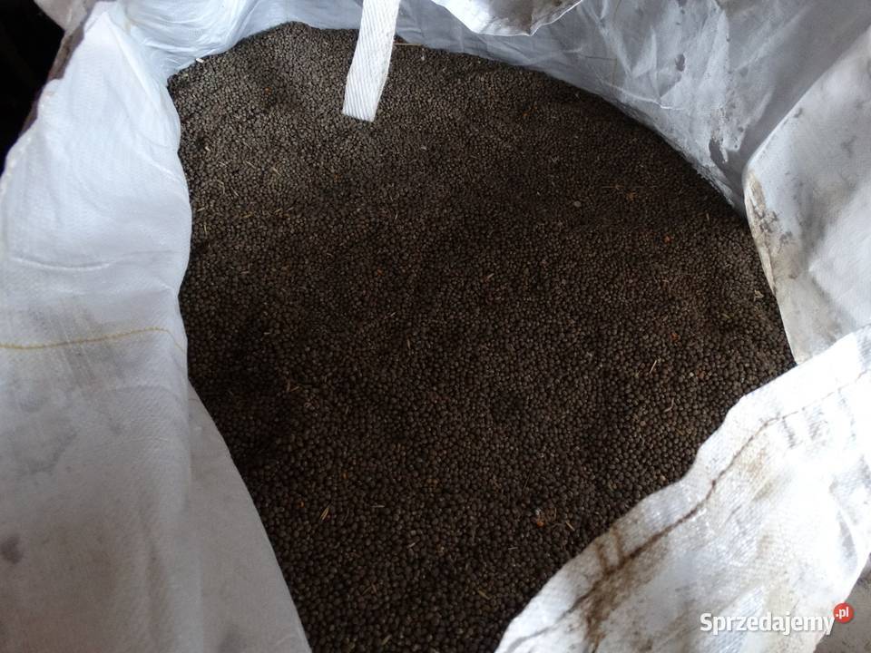 Łubin gorzki szerokolistny Bytów