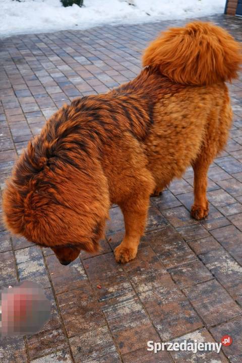 Mastif Tybetański szczeniak Sandomierz